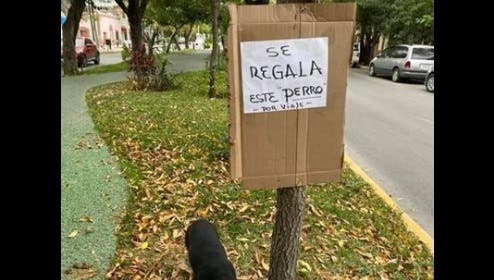 Abandonan a perrito en la calle por “vacaciones” y se hace viral
