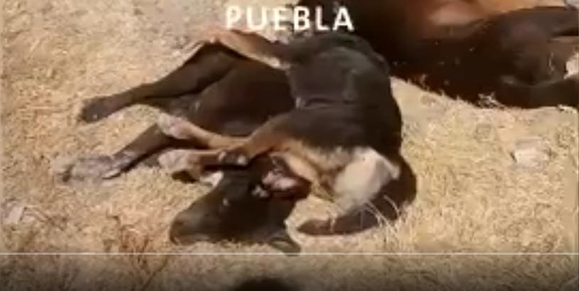 Reporte Video: Envenenan a decenas de perritos en Playas del Sur
