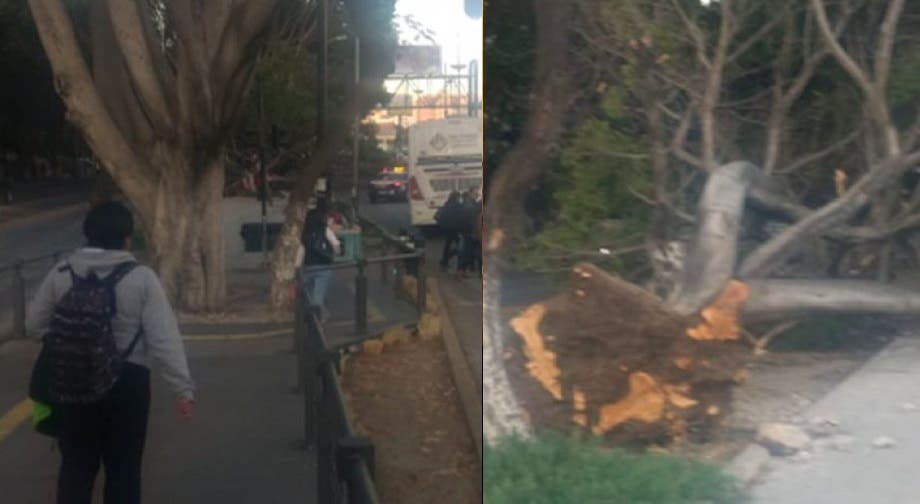 Fuerte viento tira un árbol en Bulevar 5 de Mayo a metros de Plaza Dorada