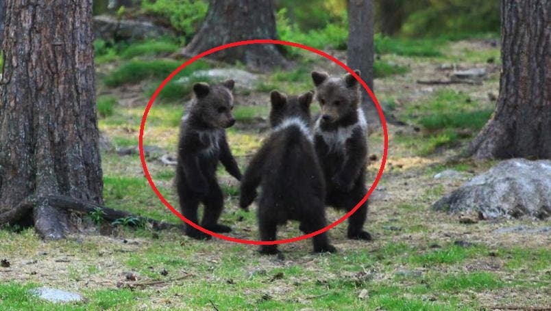 Entérate: Captan a tres ositos bailando en círculo en el bosque