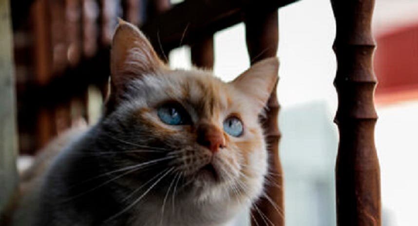 Detectan caso de gatito contagiado por Covid-19