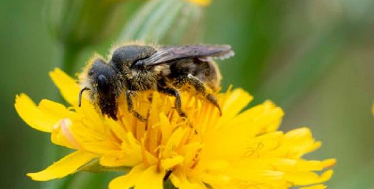 Entérate: ¿Veneno de abejas puede matar células del cáncer de mama? esto dice un estudio