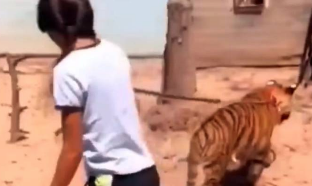 Video: Niña pasea un tigre de bengala, dice que “no muerde”