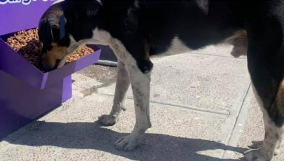 Entérate: Gasolinera ofrece bebederos y comida para perritos