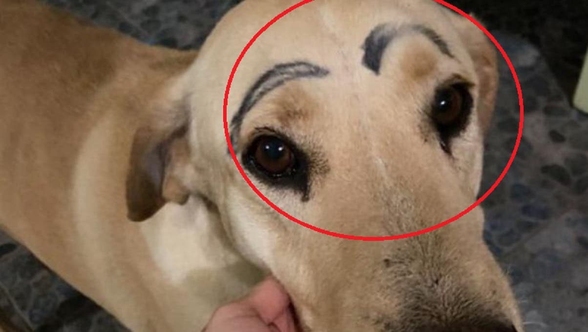 VIRAL Foto: Perrito sale de casa y regresa con cejas pintadas
