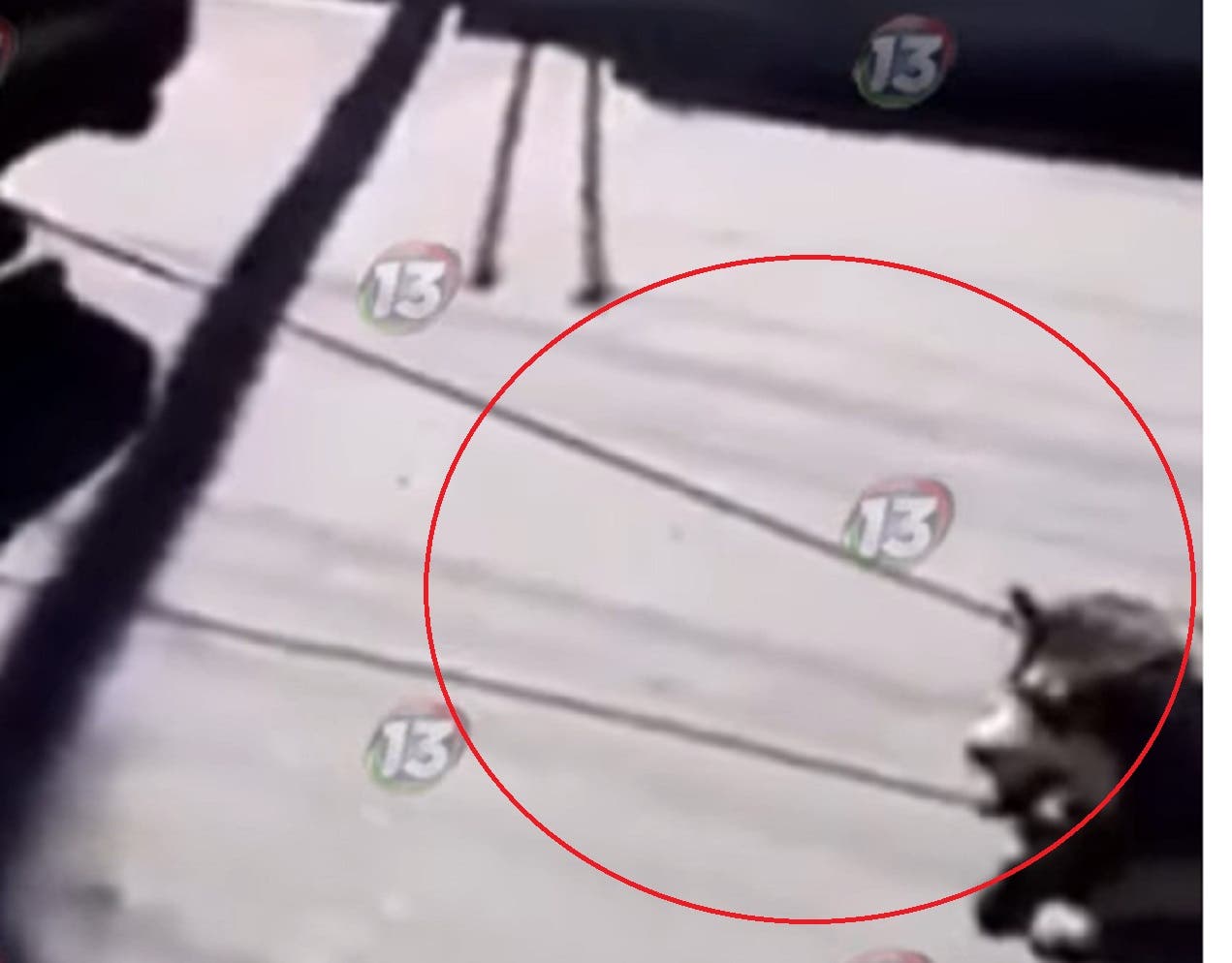 FUERTE Video Poblana amarra a su perrito Husky a defensa de camioneta y lo arrastra