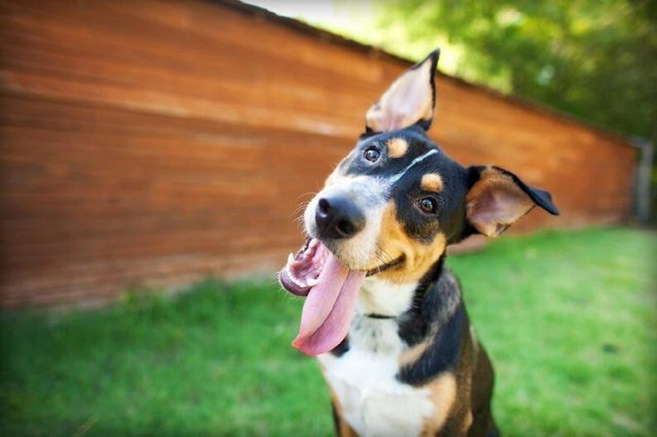 Entérate: Crean app de inteligencia artificial para traducir las emociones de los perros