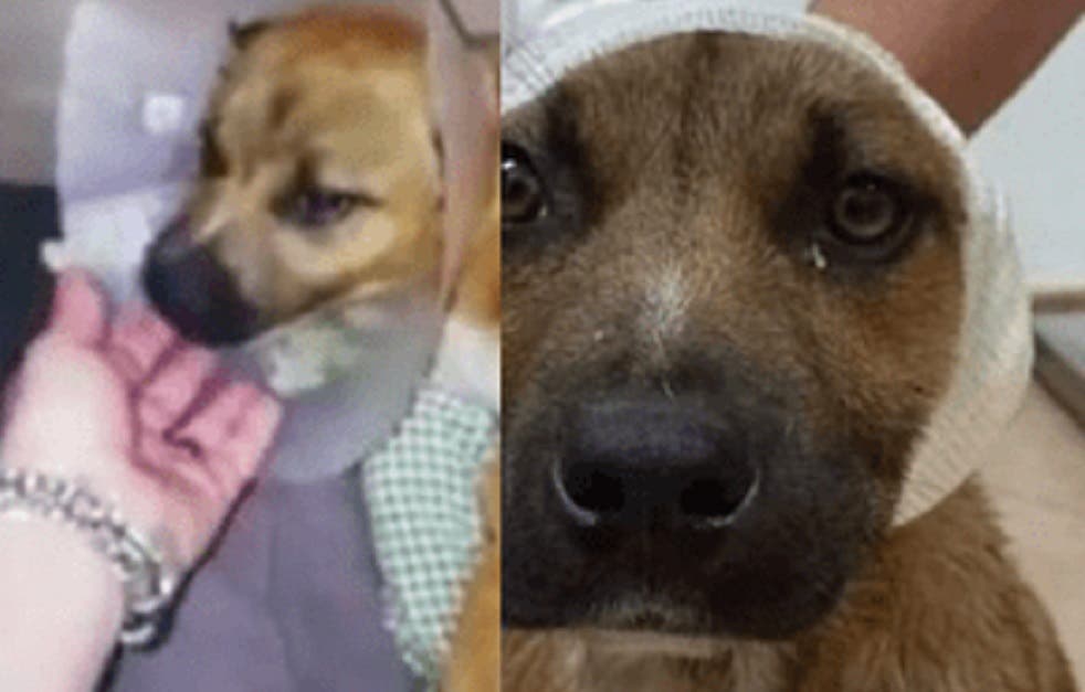 TERRIBLE Niños mutilan las orejas de perro callejero; pensaron que “se vería bonito”