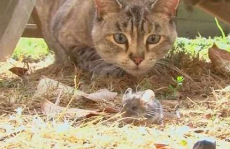 Entérate: Liberan más de mil gatos para combatir plaga de ratas