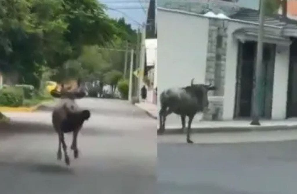 Entérate: Antílope africano escapa de zoológico y es captado corriendo en calles de Puebla
