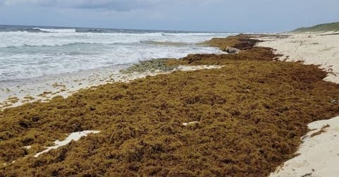 Entérate: Regalan cerveza y comida por quitar sargazo de las playas de Cozumel