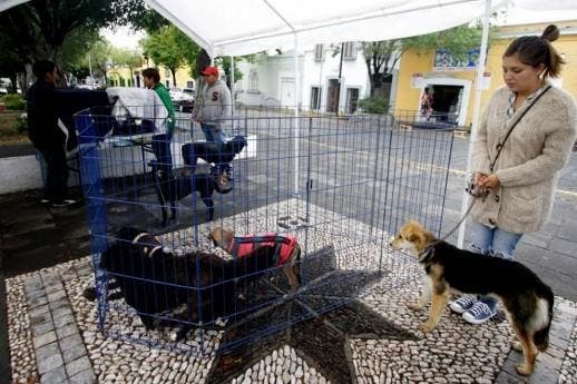 OJO: Aprueba Congreso de Puebla prohibir venta de animalitos a menores de edad