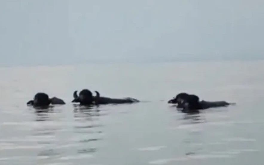 Sorprenden 4 búfalos nadando en medio de una inmensa laguna en Veracruz