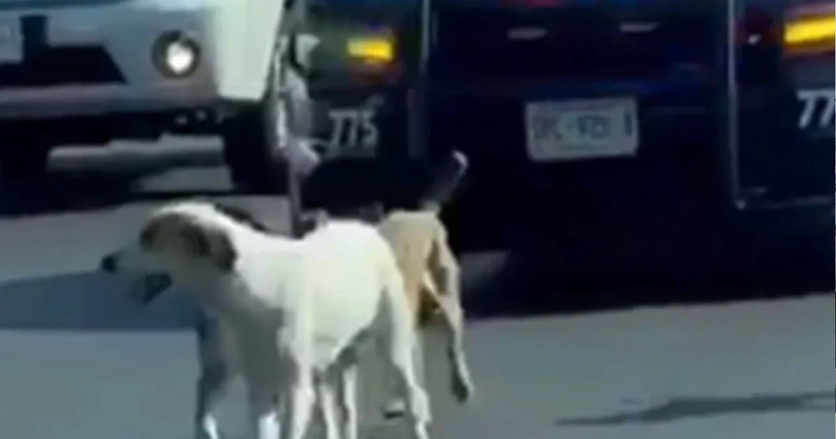 VIDEO Patrulla escolta a perritos que caminan en carretera para evitar que fueran atropellados