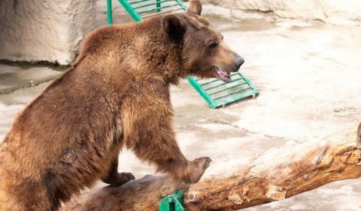 DE TERROR  Mujer arroja a su hija de 3 años al recinto de un oso pardo en zoológico