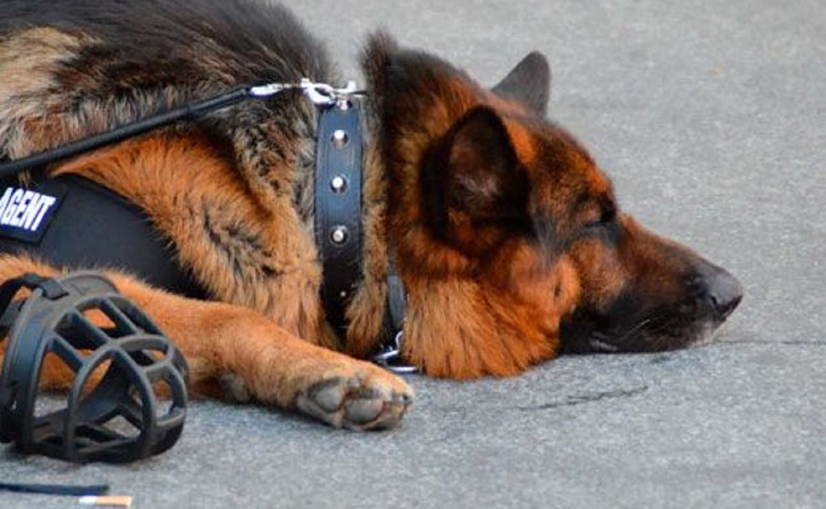 INDIGNATE Perrito policía muere de calor al quedar encerrado en patrulla