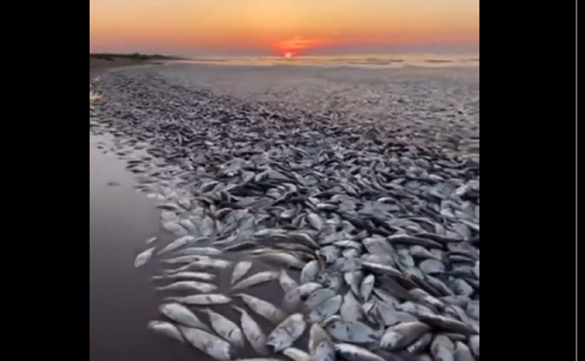 ¿Por qué aparecieron miles de peces MUERTOS en la playa? ¿Apocalípsis?