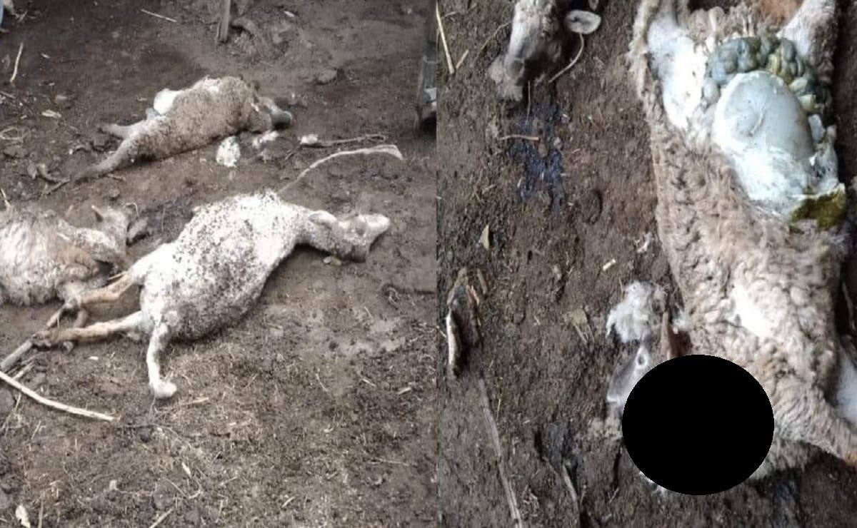 DE TERROR Con mordeduras en el cuello, fueron halladas varias cabras sin vida ¿será el chupacabras?