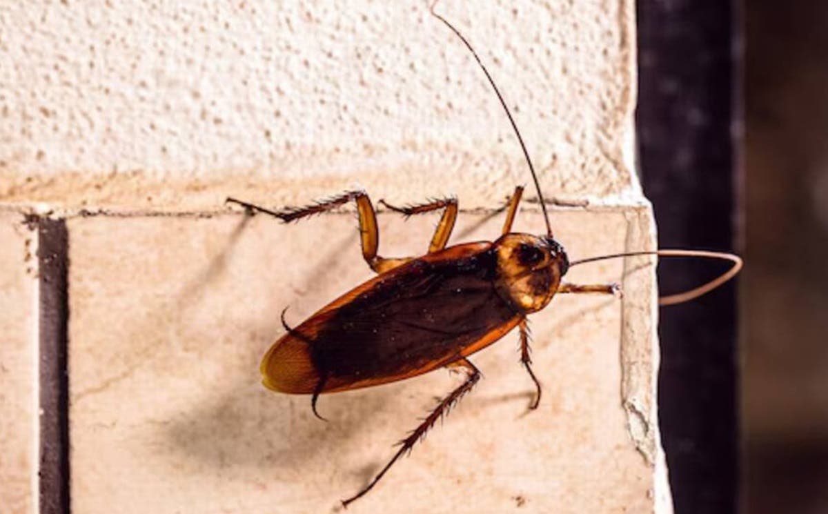 Alerta! Cucaracha “Inmortal” aterroriza en México: Resiste 5 tipos de pesticidas