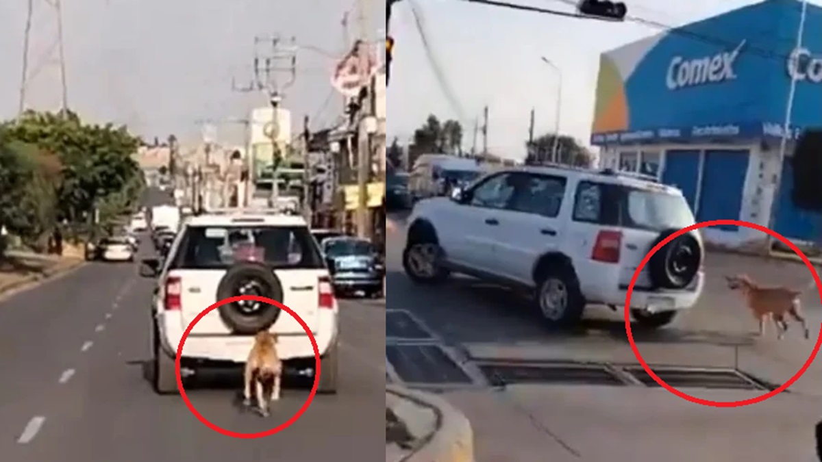 ¡Emotivo! Perrito Abandonado Persigue el Auto de sus Dueños en Puebla (VIDEO)
