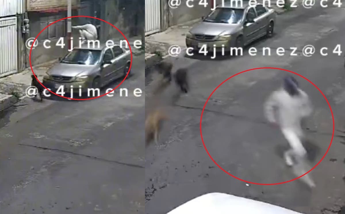 Captan a sujeto huyendo de una jauría de perros; se tuvo que subir al techo de los autos