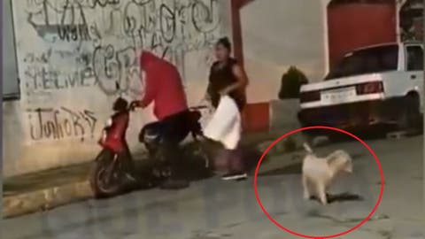 Vecinos exigen justicia por levantón de perrito “Suadero”; lo acusan de morder a una persona