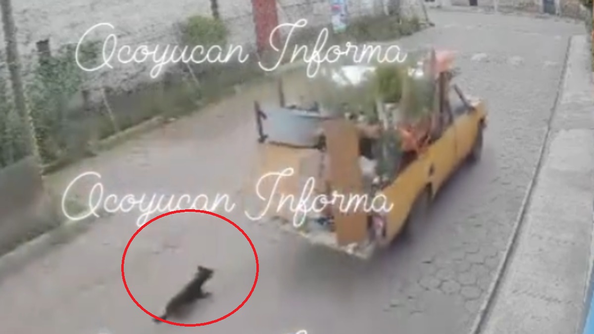 Fuerte VIDEO Captan a camioneta arrastrando a un perrito amarrado a la defensa en San Bernardino Tlaxcalancingo