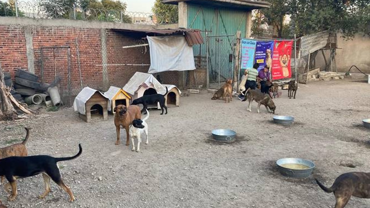 Cierra refugio en San Pedro Cholula tras polémica; 115 perritos quedan sin hogar
