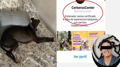 Bartolo: La Trágica Historia de un Perrito Víctima de Negligencia de la “Guardería Canina” Cerberos Center, Puebla