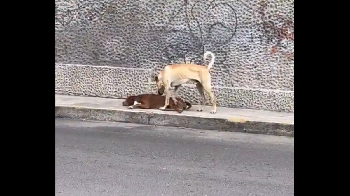 Pitbull herida es protegida por su fiel amigo hasta recibir ayuda en calles de Puebla