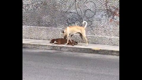 Pitbull herida es protegida por su fiel amigo hasta recibir ayuda en calles de Puebla