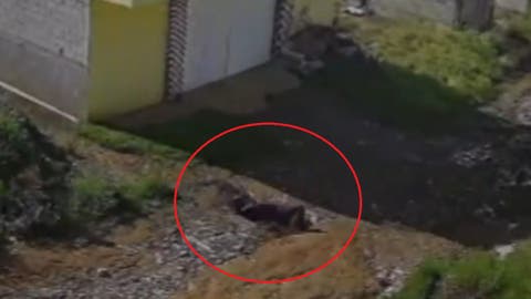 ¡Impactante! Jauría de Pitbulls ataca a un poblano en Puebla; Vecinos intervinieron para salvarlo