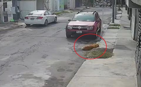 Justicia para Toby: Vinculan a proceso a conductor que atropelló al perrito en Amalucan (VIDEO)