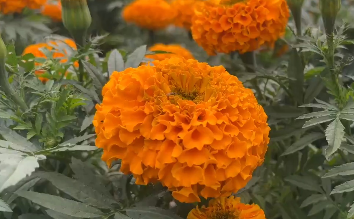 Lluvias disparan precios de la flor de cempasúchil; podría costar hasta el doble