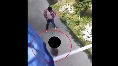 FUERTE VIDEO Captan indignante maltrato a un perrito en un fraccionamiento de Puebla; animalistas buscan al responsable