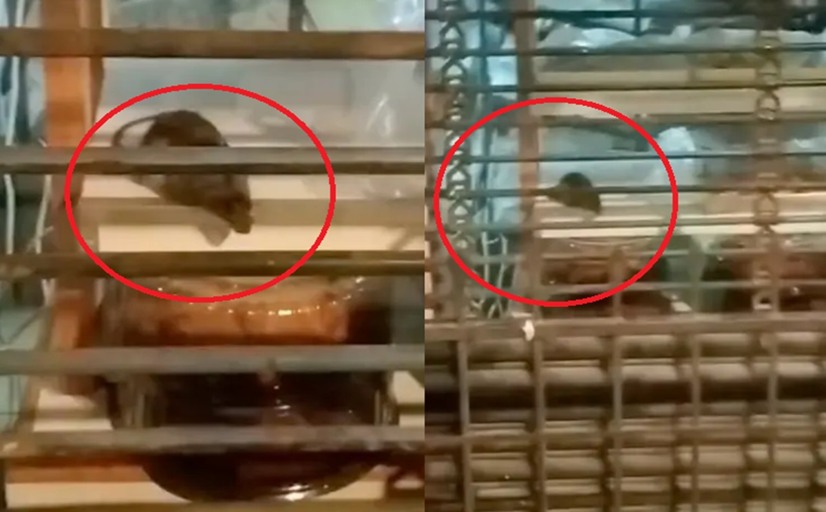 ¡Increíble pero cierto! Encuentran una rata en famosa pastelería (VIDEO)