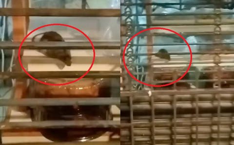 ¡Increíble pero cierto! Encuentran una rata en famosa pastelería (VIDEO)