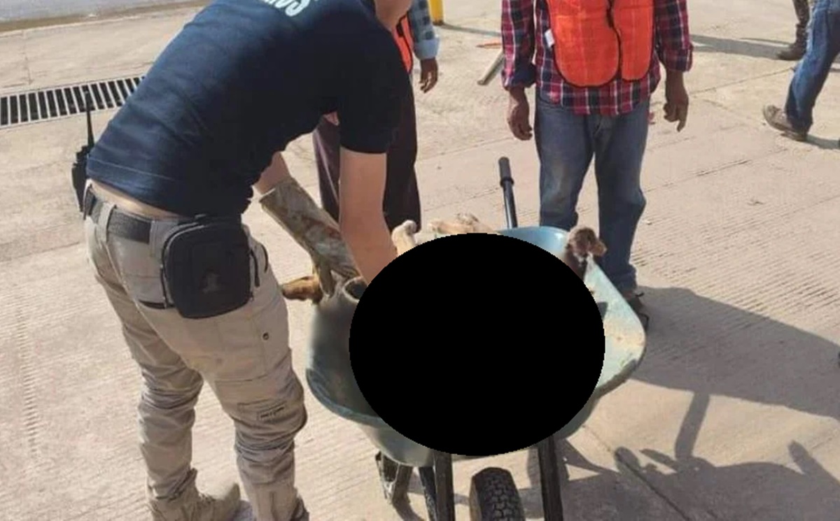 ¡Indignante! Abandonan a perrito gravemente herido tras sufrir cruel maltrato en Ahuacatlán