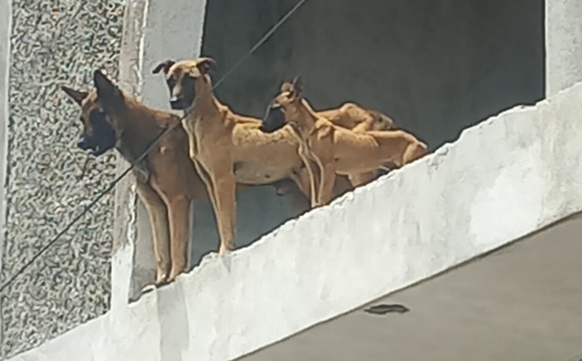 ¡Indignante! Otro caso de maltrato animal en Puebla: perros abandonados sin agua ni comida en Villa Frontera
