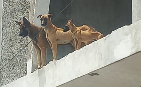 ¡Indignante! Otro caso de maltrato animal en Puebla: perros abandonados sin agua ni comida en Villa Frontera