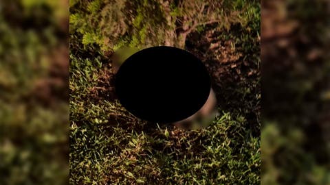 ¡Desalmados! Investigan sacrificio de gato en posible ritual en Puebla
