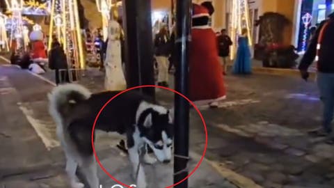 Desgarrador: Perrito Husky abandonado por su dueña en la Villa Iluminada de Atlixco