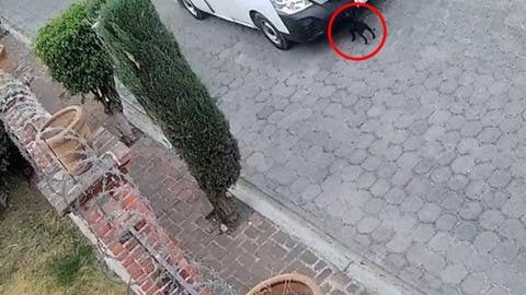 Justicia para “Pulgas”: envían a prisión a chofer que la atropelló en Atlixco