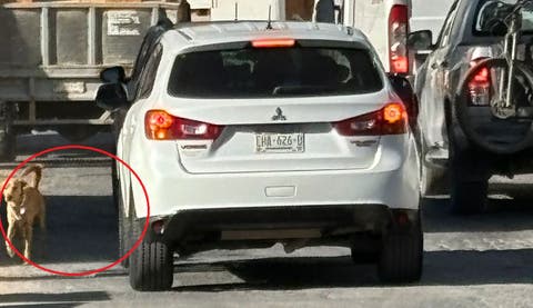 Indignante: Mujeres abandonan a perro en Puebla y reaccionan violentamente.