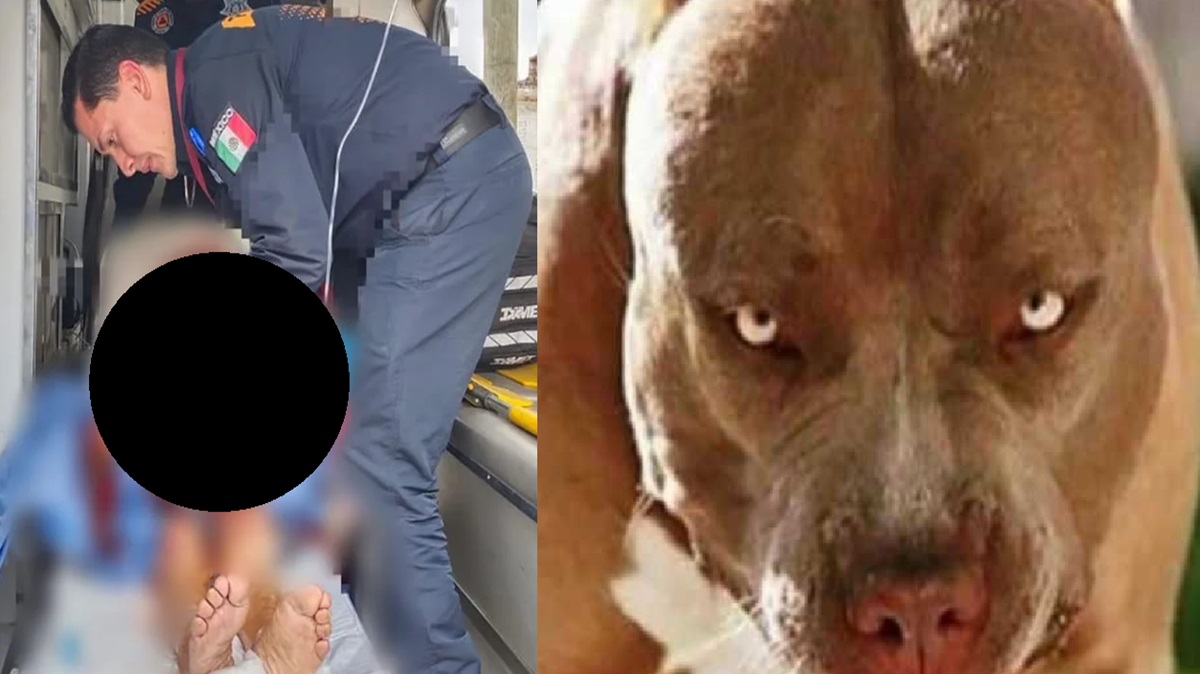 Ataque canino en Puebla: Una abuelita fue hospitalizada tras ser mordida por dos Pitbulls en su domicilio. ¿Los perros son agresivos por naturaleza?