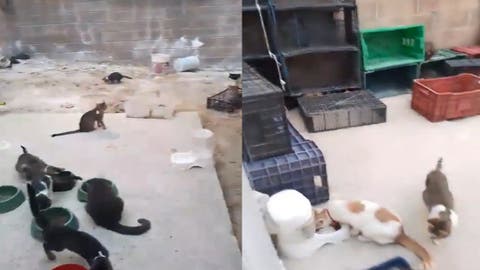 VIDEO ¡Horror en refugios de Amozoc y Coronango! Más de 60 gatos rescatados de un infierno en Puebla.