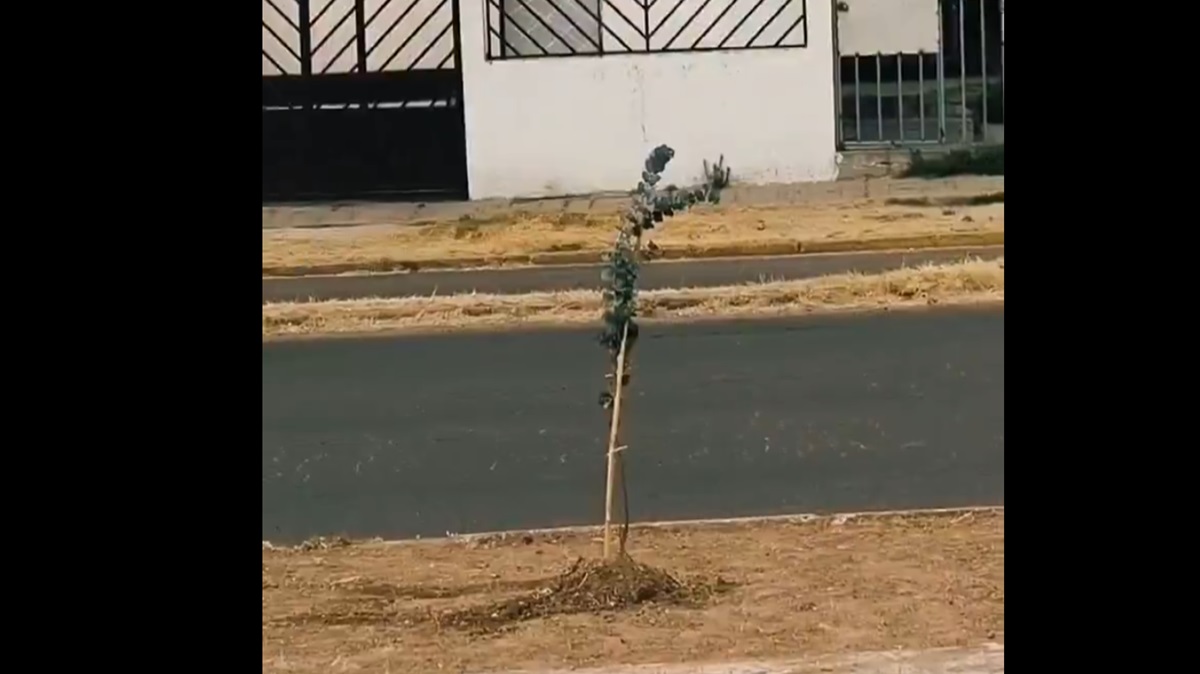 ¡Un Héroe Anónimo en Acción! Poblano Planta Árbol para Frenar el Ecocidio de Antorcha Campesina