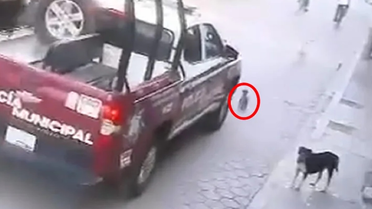 ¡Indignante! Funcionario de Tehuacán Atropella a Perrito y Desata la Ira de la Comunidad
