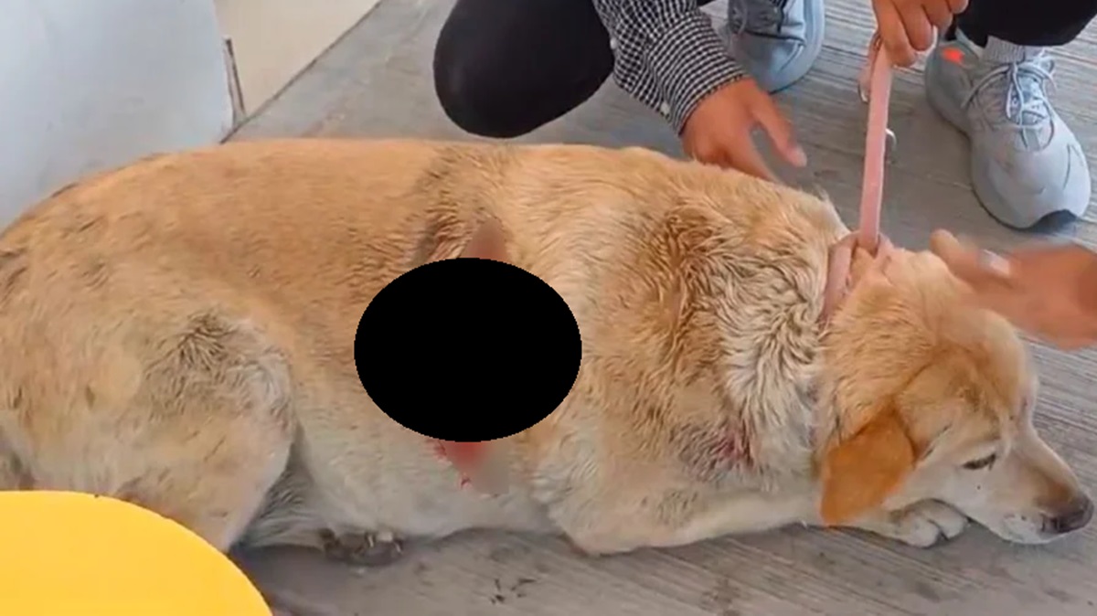 ¡Indignante! Piden justicia para Gordita, la perrita macheteada en el mercado de Cuautlancingo  (VIDEO)