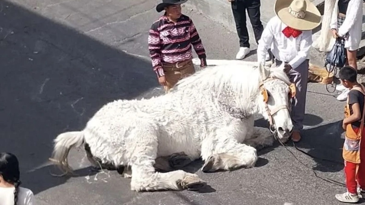 ¡Indignante! Caballo colapsa al jalar carroza de quinceañera en Atlixco; exigen sanciones por maltrato animal (VIDEO)